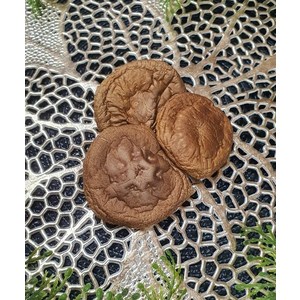 애완달팽이 키우기 국내산 저온건조 생표고버섯, 토종달팽이 간식 버섯