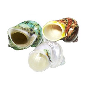 NAMUMALL 소라게 터보 쉘