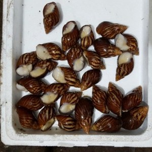 백와달팽이 백와달팽이1kg 기타수산물