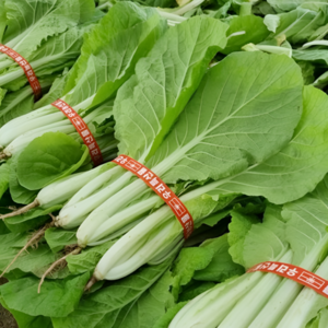 국산 겉절이 얼갈이 단배추 솎음 배추 800g 1.6kg 3.2kg 내외