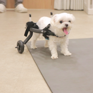 반려동물 강아지 고양이 휠체어 후지마비 뒷다리 보행기, 2륜(후지용)