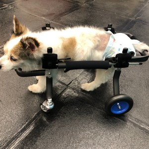 펫츠오앤피 반려견 휠체어 강아지 앞다리 노견 뒷다리 보행기 4륜, 1