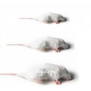 냉동마우스 소,중,대  뱀먹이 냉동쥐