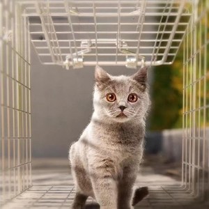 베베어스 원터치 동물 구조 길고양이 유해동물 족제비 강아지 포획틀 포획망 고양이, 1개