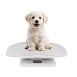 강아지체중계 고양이 애견 반려동물 가정용 체중계 10kg White