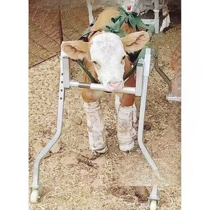 송아지보행기 기립대 어린소 새끼 걸음보조 걷기연습