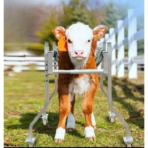송아지보행기 걸음 연습 송아지 새끼 기립대 축산