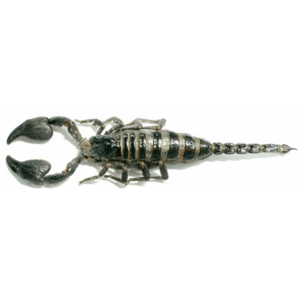 (Heterometrus cyaneus) 인도네시아대왕전갈 [Q-2-4] 표본