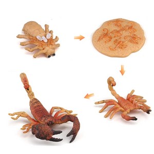 곤충피규어 동물피규어 한살이 단계별 성장과정 모형