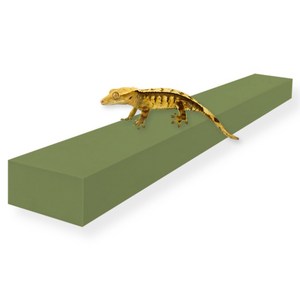 레몽크리프 도마뱀 파충류 크레스티드게코 EVA 고밀도백업 6 x 3 x 50 cm, 올리브, 1개