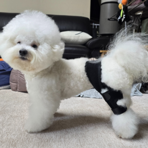 오스린 강아지 슬개골 십자인대 무릎 보호대 동물용의료기기