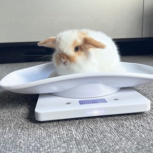 블레오 반려동물 소동물 디지털 체중계