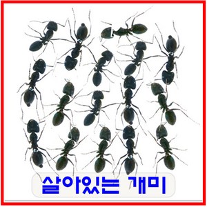 생물농장 살아있는 개미