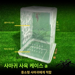 사마귀 사육장 왕사마귀 키우기 대형