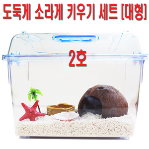 소라게  도둑게 스마일게 스마일크랩  키우기 대형 1호 세트 [ 대형 ]