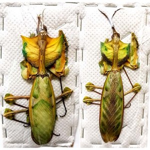 (Idolomantis diabolica) 디아볼리카악마꽃사마귀 [Q-7-31] 곤충표본