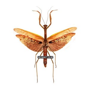 (Tenodera aridifolia) 아리디폴리아사마귀 [Q-7-58] 곤충표본