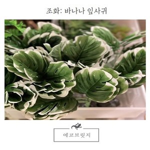 바나나잎조화/파충류식물/사육장꾸미기